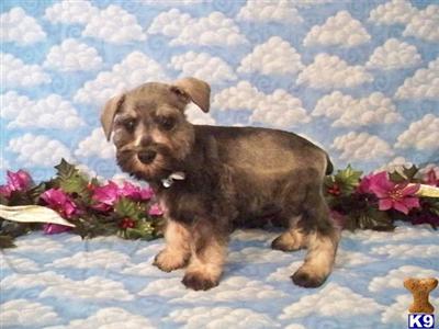 Miniature Schnauzer Puppies for Sale